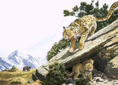 The Snow Leopard by English School